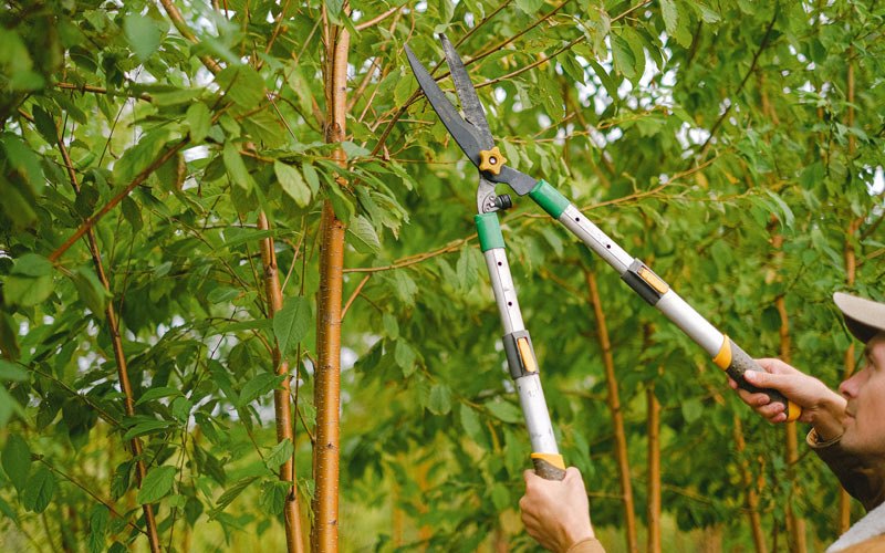 Tree trimming in Downsville, NY